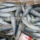 Global Sea Foods Mackerel thumbnail-1