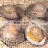 Cherry Stone thumbnail-2