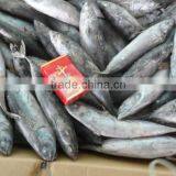 Frozen Fish Bonito 300-500g(Auxis Thazard)New Coming W/R for Can thumbnail-1