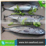 China Manufacturer Fresh Frozen Bonito Fish For Sale thumbnail-6