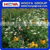 Roll n Grow Flower & Lazy Flower Carpet thumbnail-3