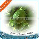 Momordica Grosvenori Concrete thumbnail-1