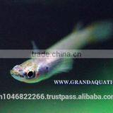Rasbora Fish For Sale and Export thumbnail-6