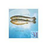 Sell Frozen Yellow Croaker (Chile) thumbnail-1