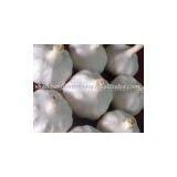 5cm Garlic thumbnail-2