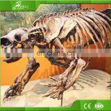 KAWAH Museum Artificial Educational Dinosaur Skeletons For Kids thumbnail-4