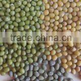 Mung Beans thumbnail-1