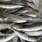 Frozen Horse Mackerel for Sale thumbnail-3