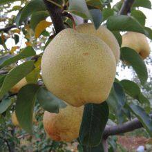 Fresh Fruit Pears/Ya Pear/Fragrant Pear/Crown Pear/Qiuyue Pear/Golden Pear thumbnail-2