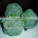 Fresh Broccoli_ Good Quality Frozen Broccoli Spears thumbnail-3