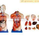 Human Body Anatomical Male Torso Model With Organ thumbnail-2