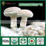 Wholesale China Supplier of Health Food Mushroom Edibal Fungus Fresh Dried Shiitake Mushroom for Garden Farm Restaurant thumbnail-3