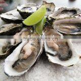 Frozen Oyster