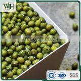 AMA Certified Green Mung Bean thumbnail-2