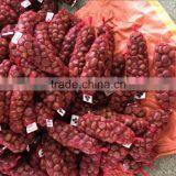 Supply Sweet &fresh Chestnut Size 40-60 thumbnail-5