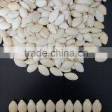 Hot sale big size 10-11mm Chinese pumpkin seeds