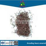 Frozen Dried Red Bloodworm thumbnail-1