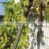 Black Wooden Handle Garden Camping Shovel With Scale thumbnail-2