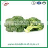 Bulk Packing Fresh Broccoli thumbnail-5