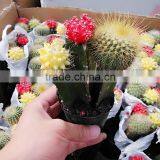 Baby Cactus Plant thumbnail-5