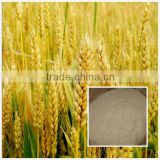 Good Quality Wheat Peptide from factory China