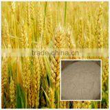 Good Quality Wheat Peptide from factory China