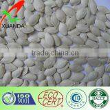 Organic Pumpkin Seeds in Shell thumbnail-1