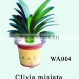 Clivia Miniata