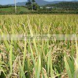 Hot Selling Fertilizer thumbnail-4