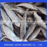 Frozen Horse Mackerel thumbnail-1