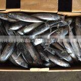 Frozen Fish Bonito/ Skipjack/ Tuna Whole Round 200g+ thumbnail-2