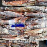 2017 New Arrival Frozen Bulk Argentina Squid/Illex Argentinus thumbnail-1