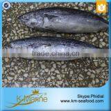 Fresh Whole Frozen Bullet Tuna thumbnail-5