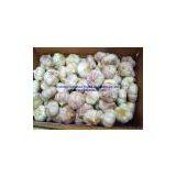 5.5cm Garlic in Mesh Bag thumbnail-3