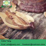 Sliced Reishi Mushroom thumbnail-2