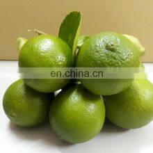 TOP FOOD FAMOUS FOR VIIET NAM GREEN LEMON HIGH QUALITY WITH BEST PRICE thumbnail-5