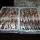 Frozen Yellow Croaker thumbnail-3