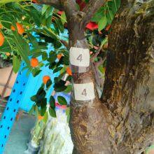 Commercial Grade Fake Tangerine Tree - 2.5M Lifelike Evergreen for Hotel Lobby & Resort, Fire Retardant thumbnail-4