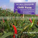 FRESH GREEN CHILLI WITH BEST PRICE ASND GOOD QUALITY