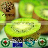 Fresh Green Kiwi thumbnail-6