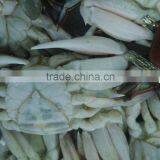 3 Spot Crab Femal Whole Round