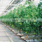 Large Multi Span Greenhouse Polyethylene Greenhouse Agriculture Greenhouse thumbnail-1