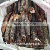 High Protein Illex Squid thumbnail-1