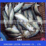 Frozen Horse Mackerel thumbnail-1