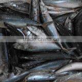 300-500g BQF Seafrozen Mackerel Scomber Japonicus Suppliers thumbnail-1