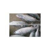 New Frozen Bonito(500-750g) Tuna Landtime Oct thumbnail-1