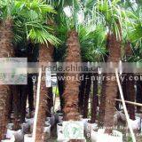 Windmill Palm thumbnail-1