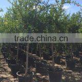 Punica Granatum thumbnail-3