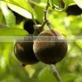Chaulmoogra Oil thumbnail-3