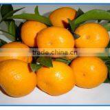 Very Sweet Small Size Orange Honey Baby Orange thumbnail-1